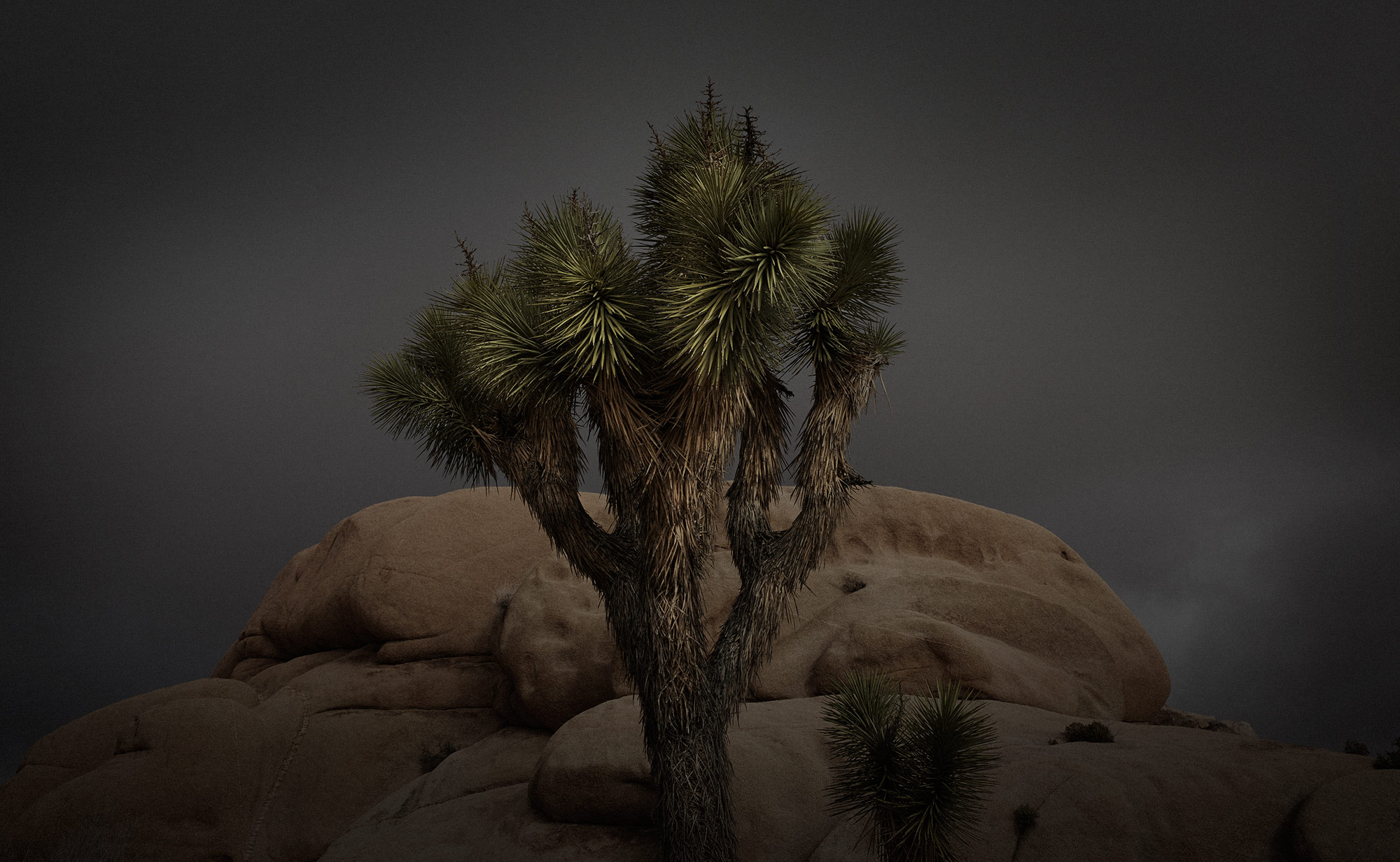 JoshuaTree2015_JP9A9357_V1