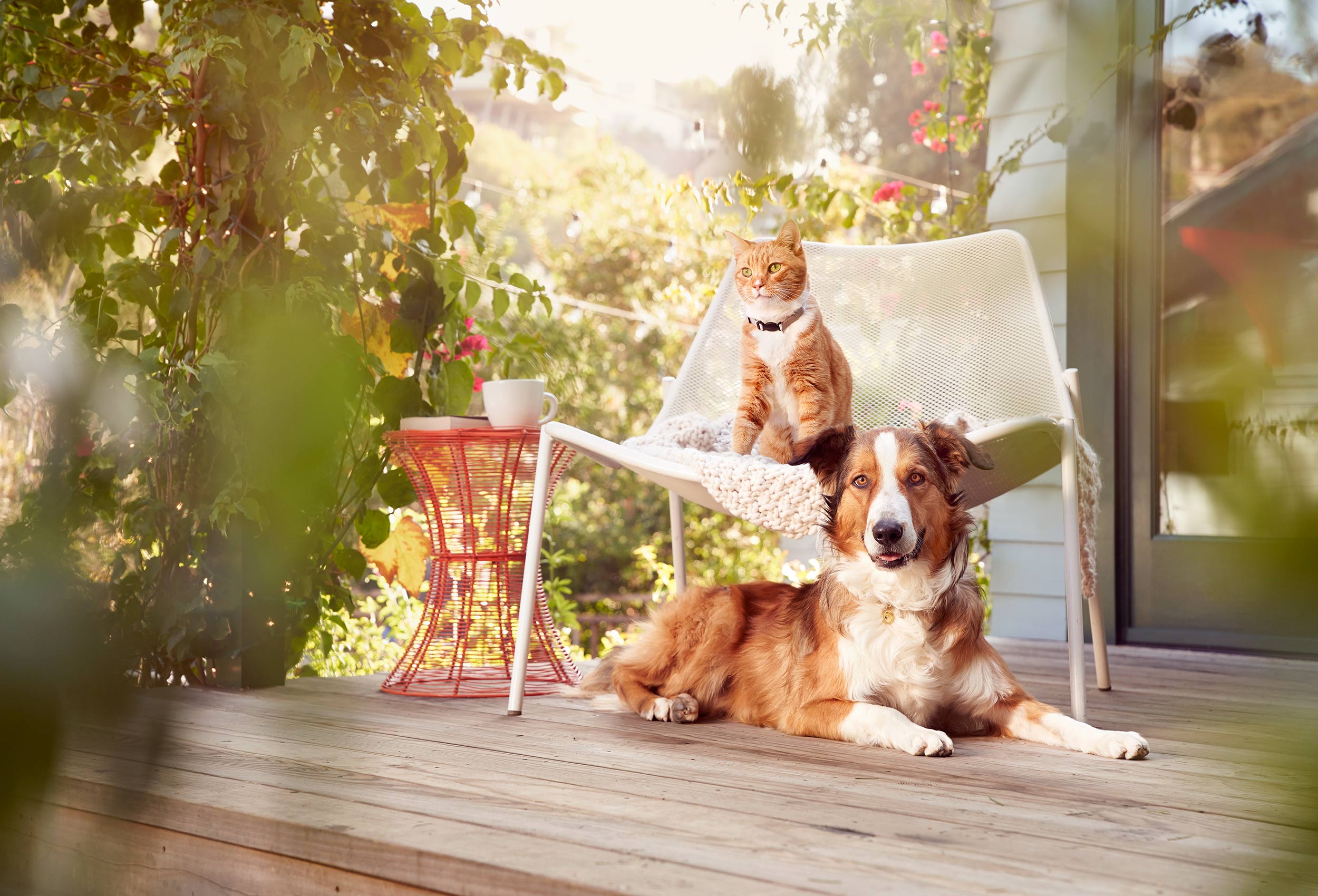 Purina_Beyond_LA_60295_V2