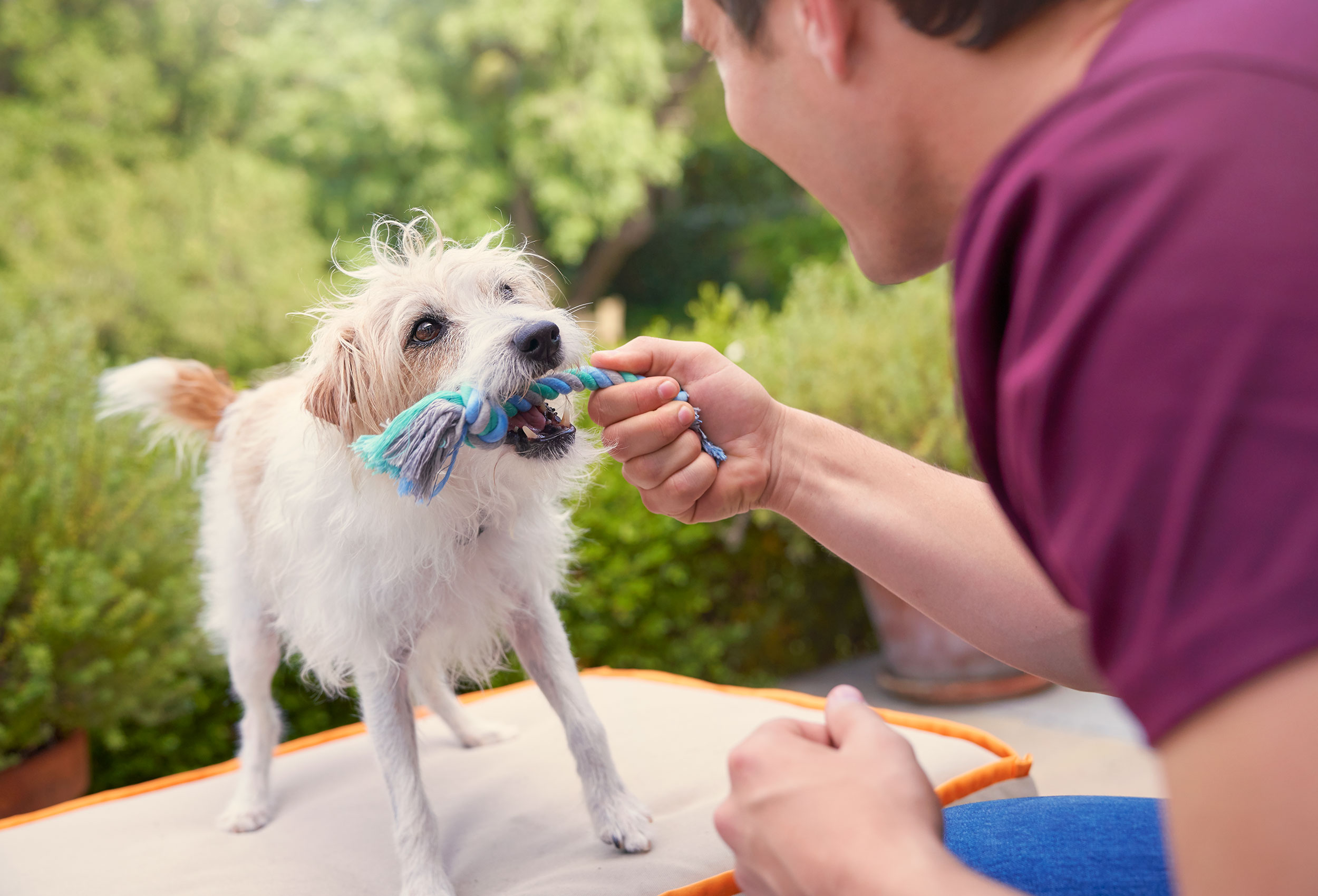 Purina_PPVD_008821_V2
