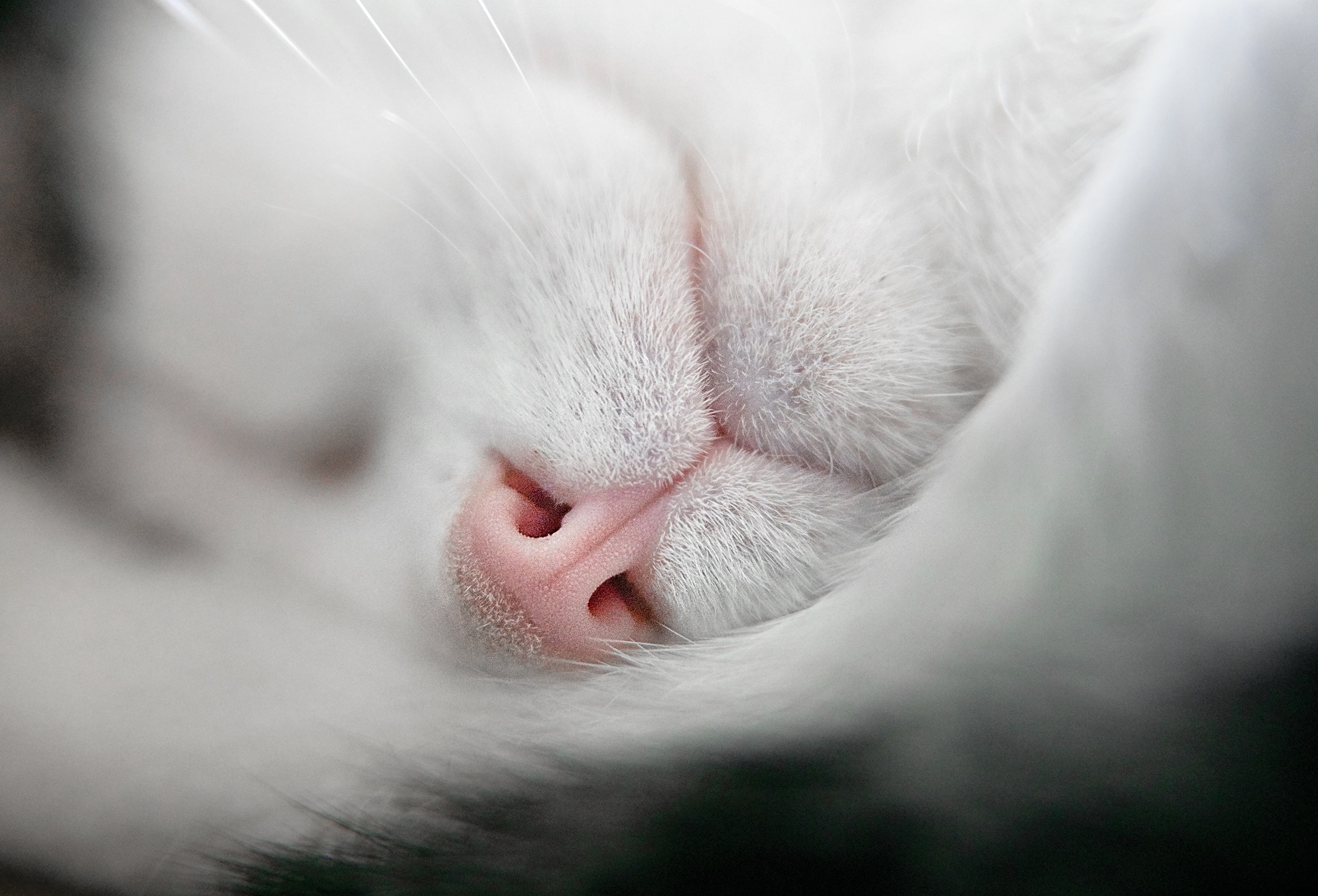 SHH_Jasmine_08803_V1