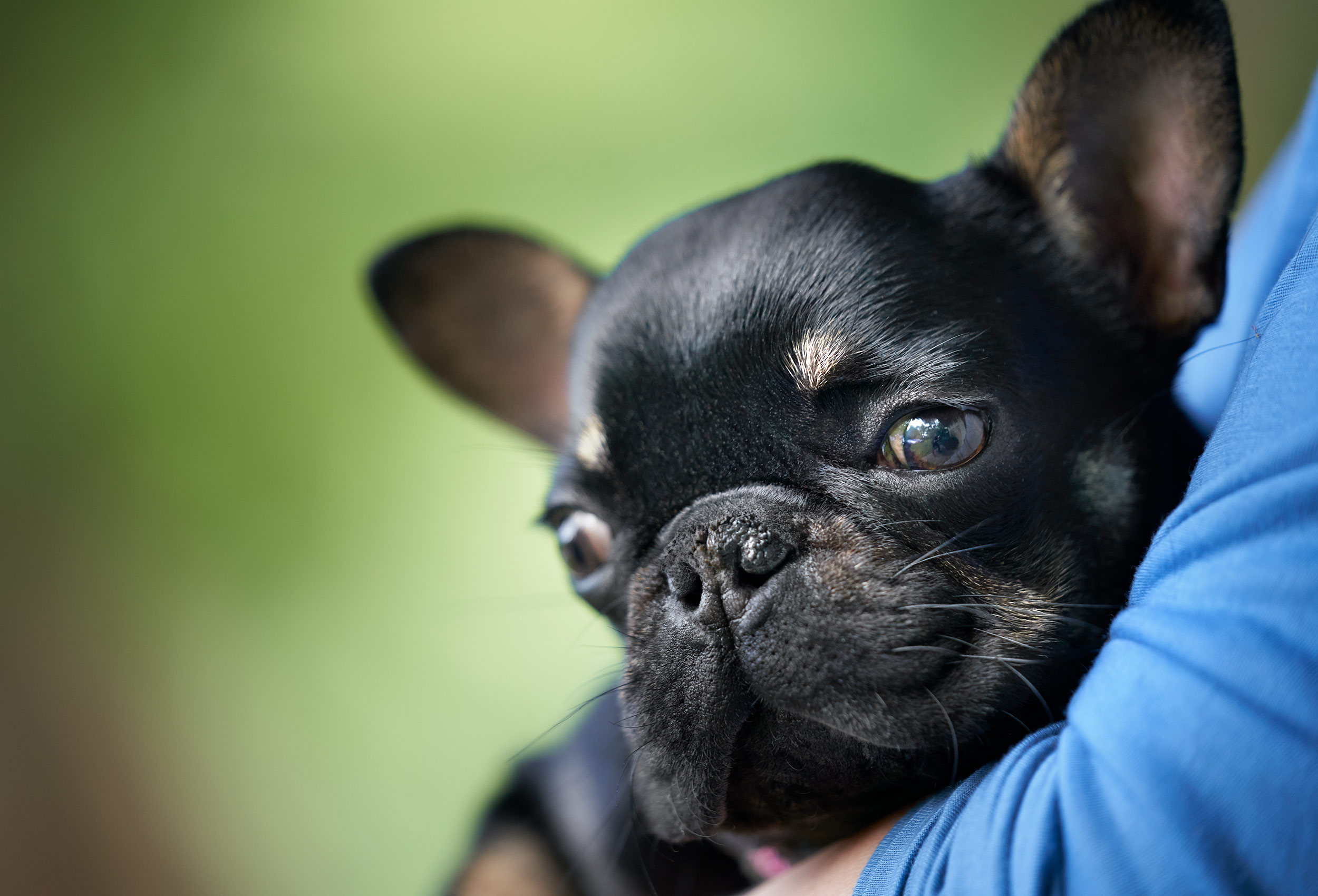 SHH_Ruby_68307_V1_2020